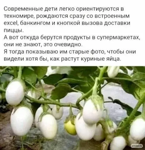Как растут яйца.webp