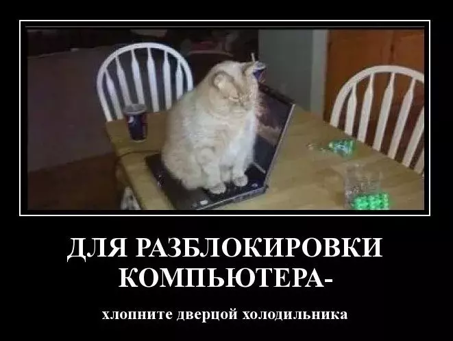 -кот.webp