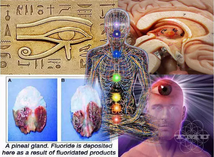 pineal_gland.webp