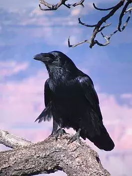 265px-Common_Raven_Grand_Canyon_1.webp