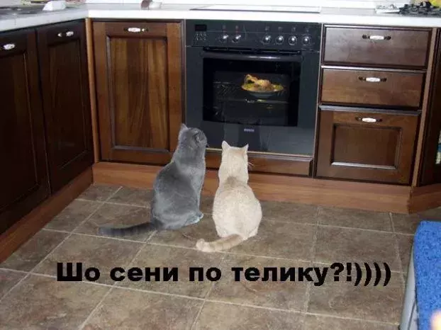 243.webp