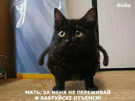 234.webp
