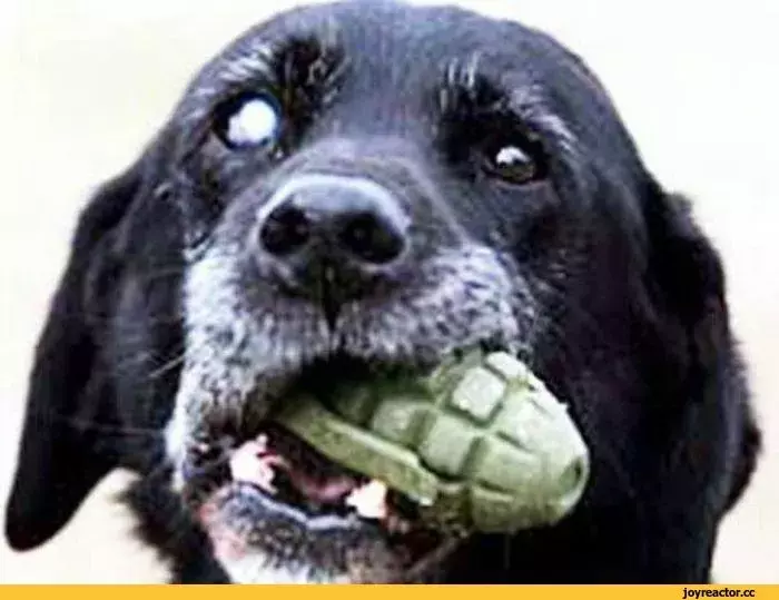 %D0%BD%D0%BD%D0%BE%D0%BF%D0%BE%D1%81%D1%82-1660504.webp