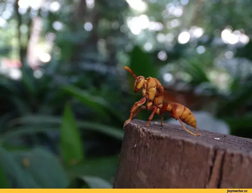 %BB%D0%B0%D1%87-Polistes-POLISTES-CARNIFEX-6649260.webp