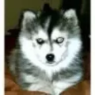 Husky1
