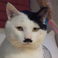edwed