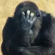 Vvvyg