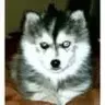 Husky1