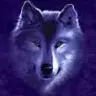 wolf.bris