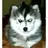 Husky1