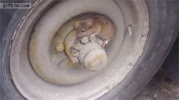 cat-can-39-t-find-hidden-mouse.gif